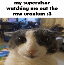 a picture of a cat with the caption " my supervisor watching me eat the raw uranium : 3 "