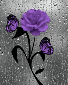 a purple rose with two butterflies behind it