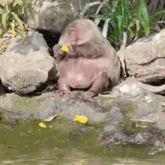 a monkey is sitting on a rock eating a piece of fruit