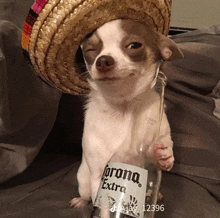 a small white dog wearing a sombrero and holding a bottle of corona extra