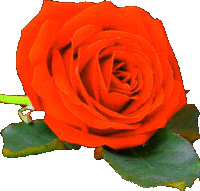 a single orange rose with green leaves is against a white background