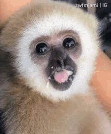 a close up of a gibbon with its tongue out .