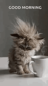 a fluffy kitten sitting next to a cup of coffee on a table .