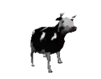 a black and white photo of a cow walking on a white background .