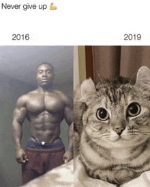 a picture of a man and a picture of a cat with the text never give up