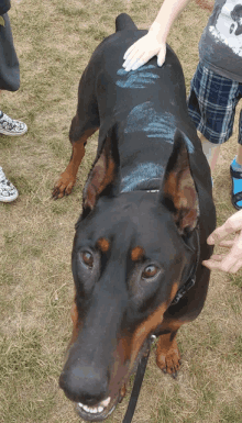 a black and brown dog with blue paint on it 's back