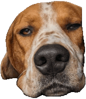 a close up of a brown and white dog 's face with a white background