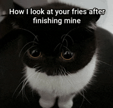 a black and white cat with the words how i look at your fries after finishing mine above it