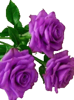 a bunch of purple roses with green leaves