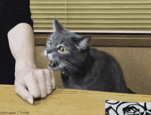 a gray cat sitting on a table with its mouth open and a woman 's hand reaching out towards it