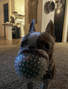 a dog is holding a ball in its mouth