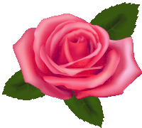 a close up of a pink rose with green leaves