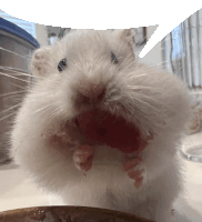 a close up of a hamster 's mouth with its mouth open