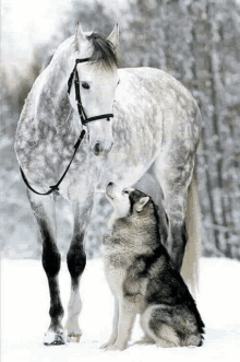 a horse and a husky dog are standing next to each other in the snow .