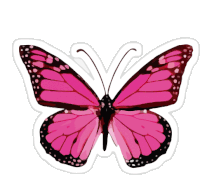 a pink butterfly with black wings is on a white background .