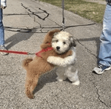 a small brown and white dog on a leash is hugging a person