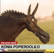 a horse with horns on it 's head is on a news channel .