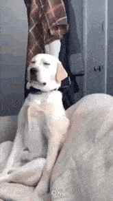 a dog is sitting on a couch with its eyes closed and a person is standing behind it .