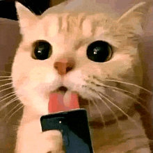 a cat is sticking out its tongue while holding a cell phone .