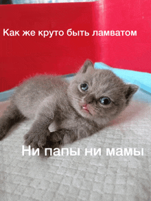 a gray kitten is laying on a white blanket with a red background and a caption in russian