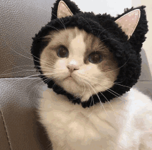 a white cat wearing a black hat with pink polka dot ears