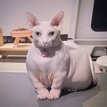 a hairless cat wearing a pink heart shaped collar sits on a mat