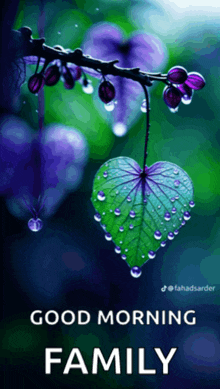 a picture of a heart shaped leaf with water drops and the words good morning family