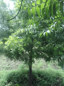 a tree with lots of green leaves and branches