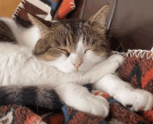 a brown and white cat sleeping on a blanket with its eyes closed