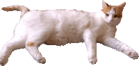 a white and orange cat is laying down on its back on a white background