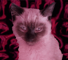 a painting of a siamese cat with a red background