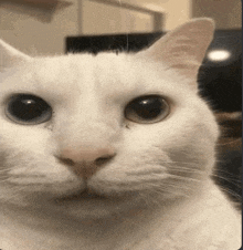 a close up of a white cat 's face with big eyes looking at the camera .