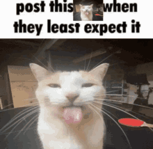 a cat with its tongue hanging out and a caption that says post this when they least expect it .