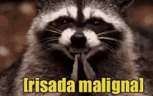 a close up of a raccoon with the words irisada malignant written on the bottom