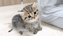 a kitten with blue eyes is sitting on a wooden floor