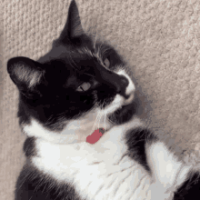 a black and white cat wearing a red collar