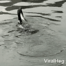 a black and white photo of a duck swimming in a body of water with the words viralhog on the bottom