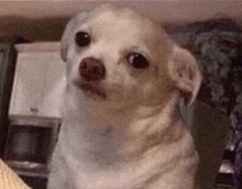 a small white dog is looking at the camera while sitting on a table .