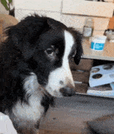 a black and white dog is looking at the camera in front of a table with boxes of dog treats on it