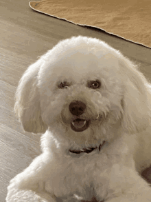 a white poodle with a black collar is laying down on the floor