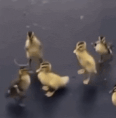 a group of ducklings are swimming in a lake .
