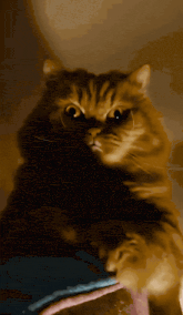 a close up of a cat 's face with a blurred background