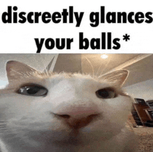 a close up of a cat 's face with a caption that reads `` discreetly glances your balls '' .