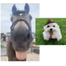 a horse and a dog are standing next to each other on a white background .