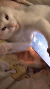 a cat is laying on a bed next to a phone