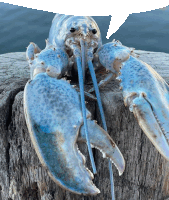 a blue lobster is sitting on a wooden stump