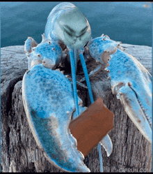 a blue lobster is holding a piece of wood in its mouth