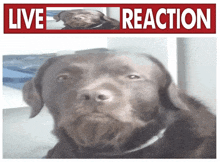 a picture of a dog with a live reaction sign above it