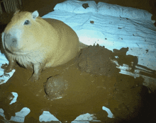 a guinea pig is laying in a pile of mud