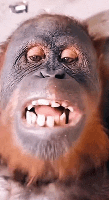 a close up of a monkey 's face with its mouth open and teeth showing .